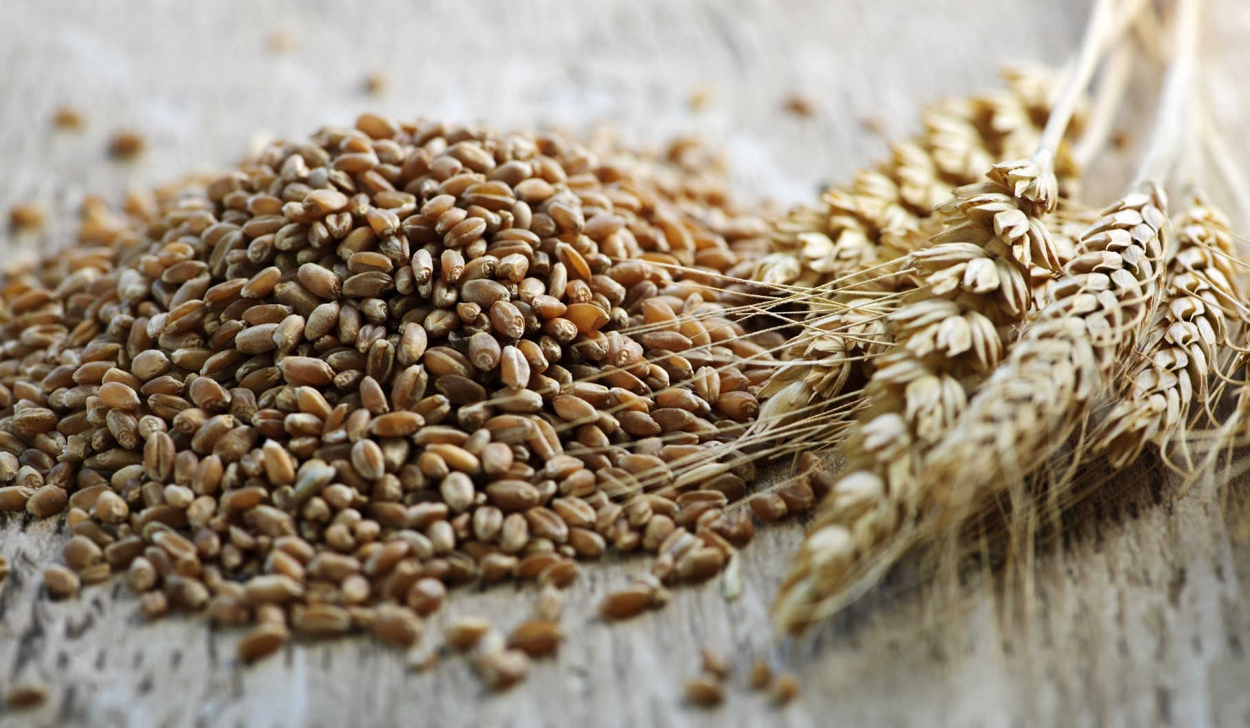 Whole grain wheat kernels closeup